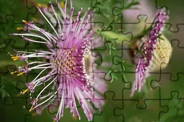 flores jigsaw puzzle