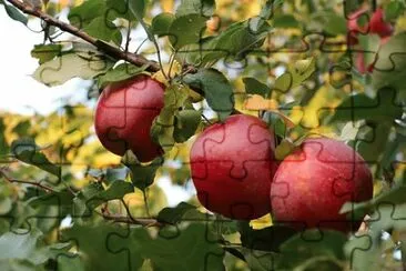 Imagem jigsaw puzzle
