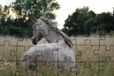 Imagem jigsaw puzzle