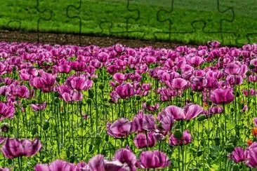Imagem jigsaw puzzle