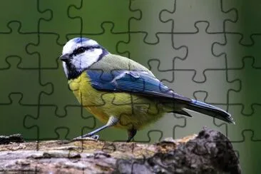 פאזל של MÃ©sange bleue