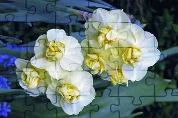 flores jigsaw puzzle