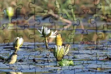 Tessitore mascherato del katanga jigsaw puzzle