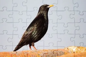 Storno splendente del capo jigsaw puzzle
