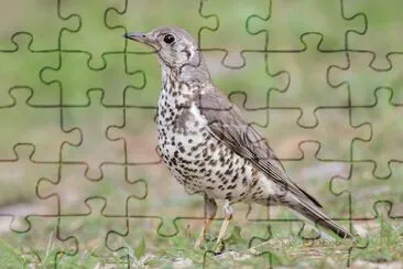 Tordela jigsaw puzzle