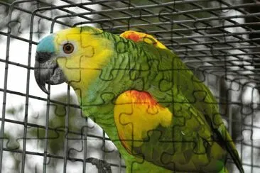 Amazzone fronteblu jigsaw puzzle