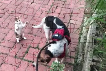 è²“çŽ©ç‹—å°¾å·´