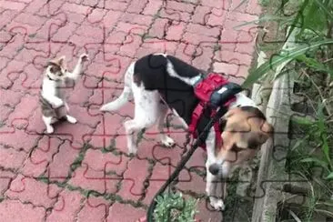 è²“çŽ©ç‹—å°¾å·´
