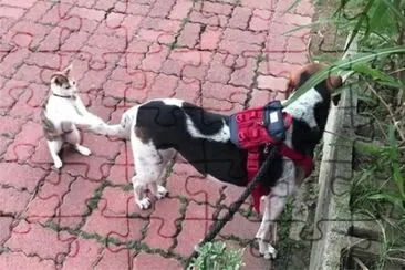 è²“çŽ©ç‹—å°¾å·´