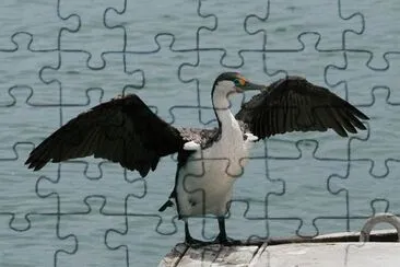 פאזל של Cormorano bianconero