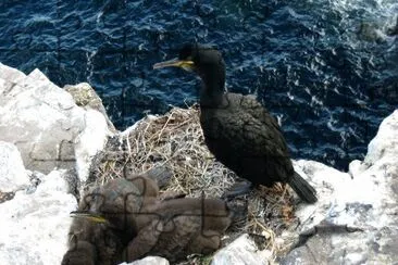 פאזל של Cormorano nero