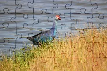 African purple swamphen jigsaw puzzle