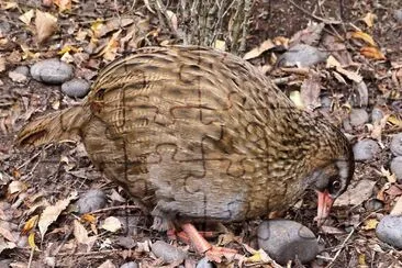 Weka camoscio jigsaw puzzle