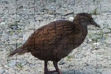 Weka occidentale jigsaw puzzle