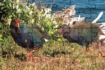 Takahe dell 'isola del sud jigsaw puzzle