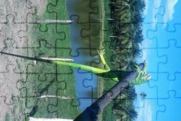 natural jigsaw puzzle