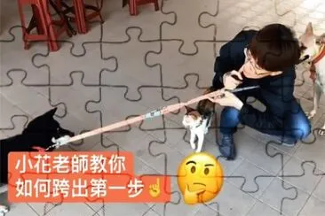 è²“ç‹—ç¤¾æœƒ