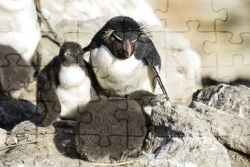 Pinguino rockhopper jigsaw puzzle