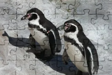 Pinguino humboldt jigsaw puzzle