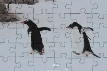 Pinguino gentoo jigsaw puzzle