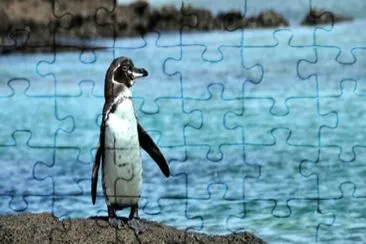 Pinguino delle galapos jigsaw puzzle