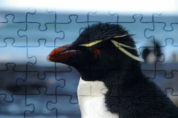 Pinguino de penacho amarillo jigsaw puzzle