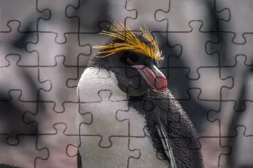Pinguino bianco flippered jigsaw puzzle