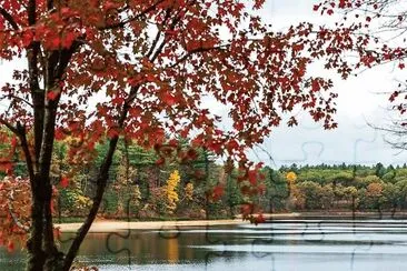 natural jigsaw puzzle