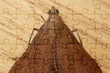 Endotricha ignealis