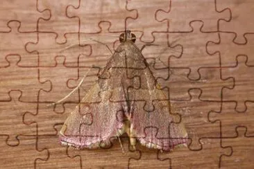 Endotricha mesentealis