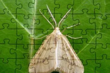 Aspitates ochrearia