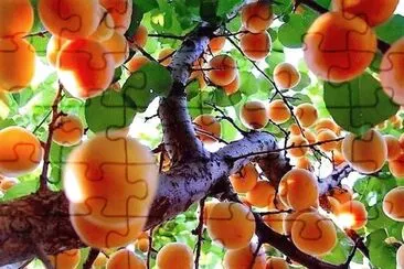 frutas