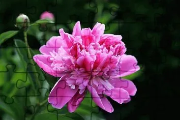 פאזל של flores