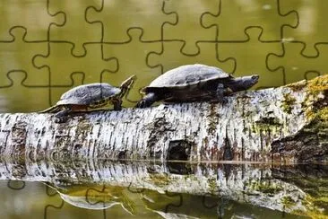 Imagem jigsaw puzzle