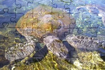 Imagem jigsaw puzzle