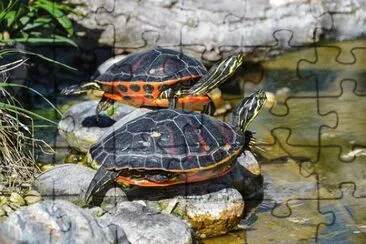 Imagem jigsaw puzzle