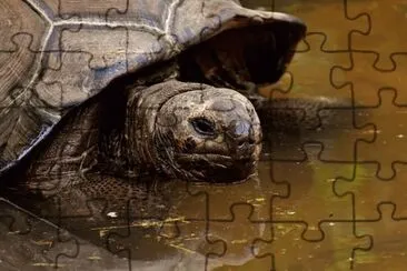 Imagem jigsaw puzzle