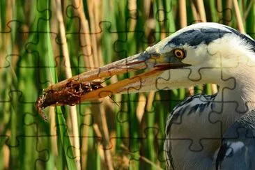 Imagem jigsaw puzzle