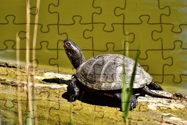 Imagem jigsaw puzzle