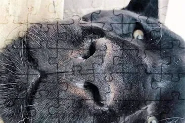 natural jigsaw puzzle