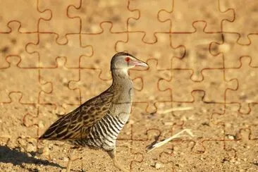 Rallo africano jigsaw puzzle