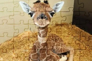 Imagem jigsaw puzzle