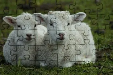 Imagem jigsaw puzzle