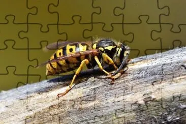 Imagem jigsaw puzzle