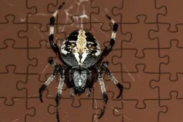 Imagem jigsaw puzzle