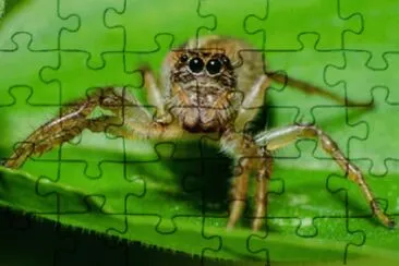 Imagem jigsaw puzzle