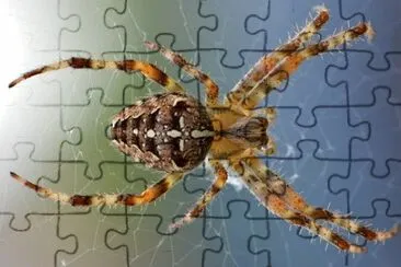Imagem jigsaw puzzle