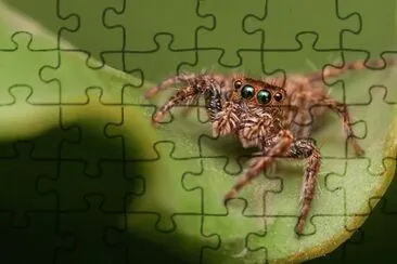 Imagem jigsaw puzzle