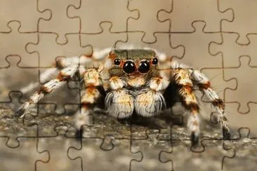 Imagem jigsaw puzzle