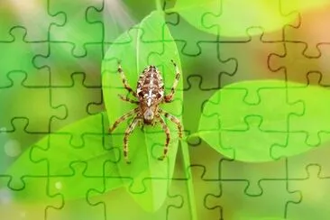 Imagem jigsaw puzzle